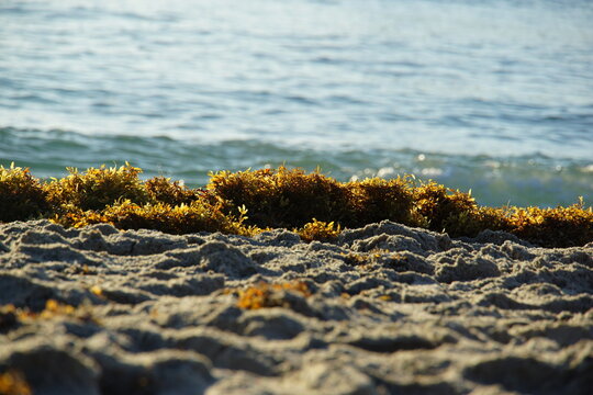 Algae, kelp, beach, fort lauderdale, florida, March 2026, holiday, half term, eary morning, sunrise