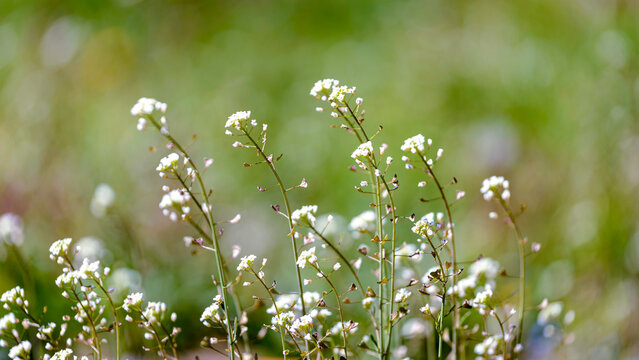 ぺんぺん草」の写真素材 | 65,992件の無料イラスト画像 | Adobe Stock