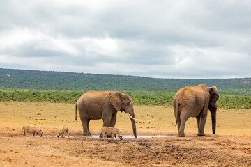 Obraz premium Elephant in Addo Elephant Safari Park