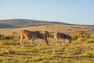 Fototapeta premium Zebra in Addo Elephant Safari Park