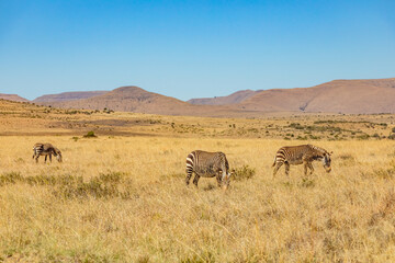 Fototapeta premium Mountain Zebra grazing in grassland in Game Reserve