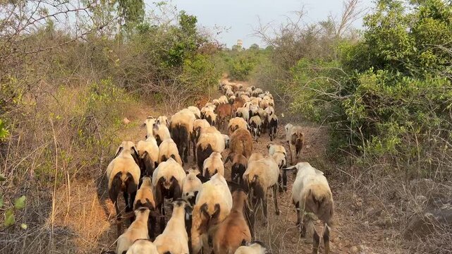 sheep farming