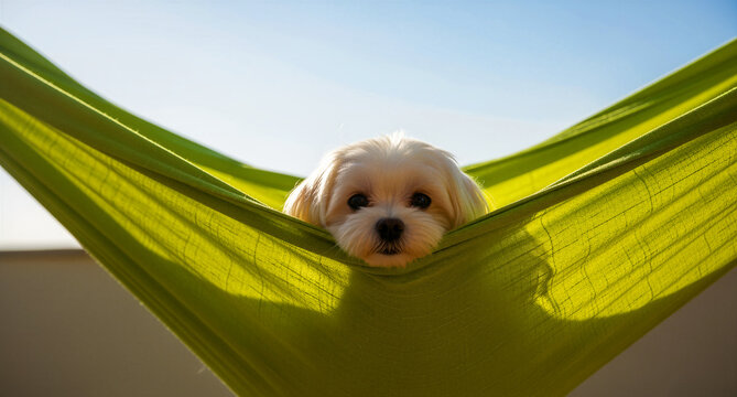 Small white dog peeking out from a bright green hammock on a sunny day. Fluffy Maltese puppy resting outdoors in a fabric swing. Ideal for pet lifestyle and summer relaxation marketing campaigns.