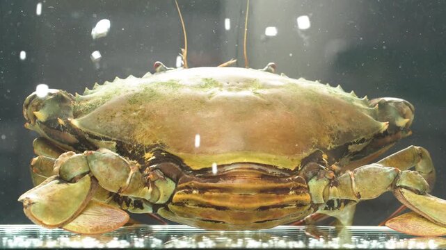 Front view of a female mud crab swimming in a water tank with cinematic lighting.