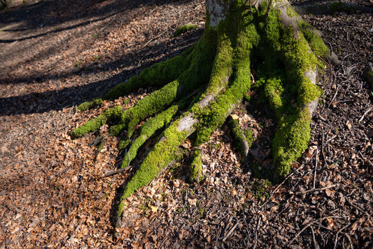 Moss on tree and autumn leaves