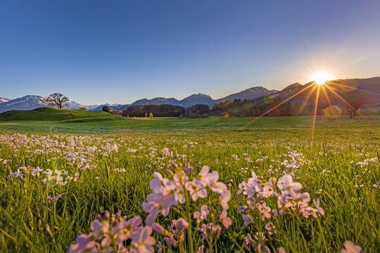 Oberstdorf - Allg&auml;u - Blumen - Fr&uuml;hling - Sonnenuntergang - Panorama - Berge 