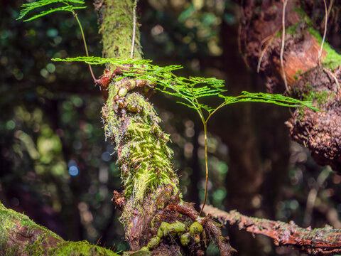 A fern (Davallia canariensis) growing on a tree. Photographed in the Anaga Mountains.