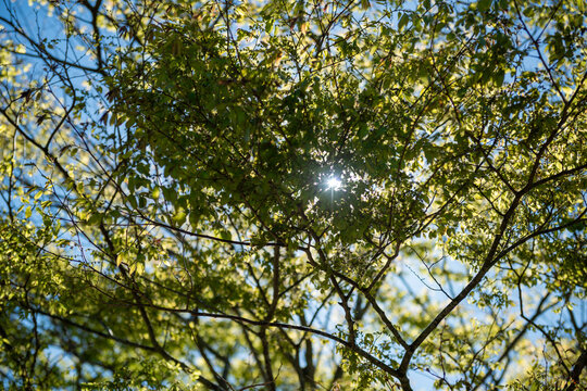 green leaves against blue sky