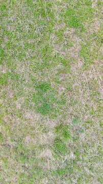 aerial grass vertical texture for natural background with mixed green and dry vegetation surface detail