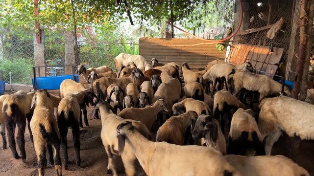 sheep farming 