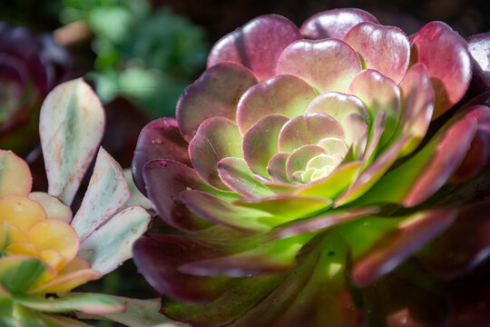 close up of a cactus flower