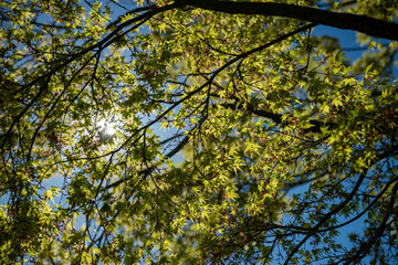 Fototapeta premium green leaves against the sky