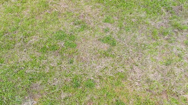aerial grass worn texture background for natural surface with sparse vegetation and dry patches pattern