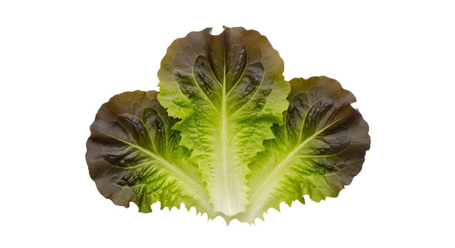 fresh green and purple lettuce leaves isolated on white background with natural texture