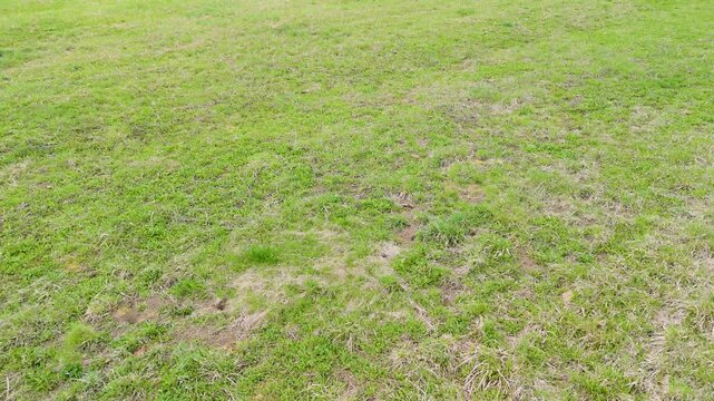aerial green grass field texture for natural background with fresh vegetation and uneven surface pattern