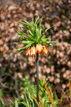 orange flower in the garden