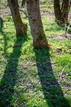 Trees in the woods
