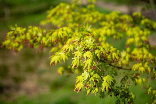 close up of green leaves