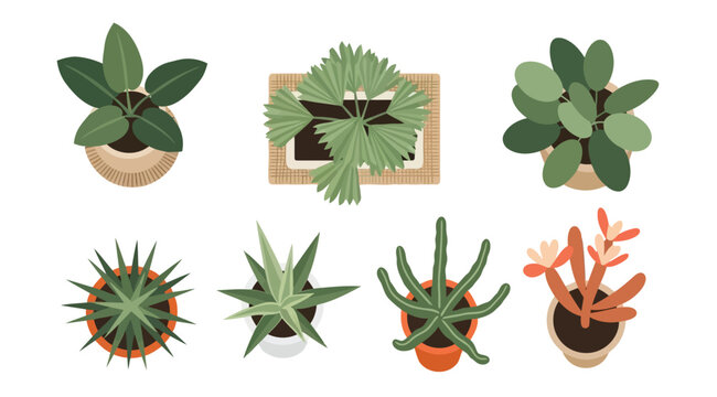 Top view of various indoor potted plants, vector illustration set