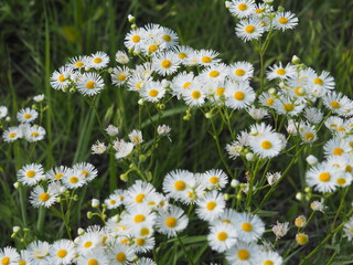 Fototapeta premium daisies in a field
