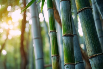 Obraz premium Tall Bamboo Stalks Growing in a Serene Forest
