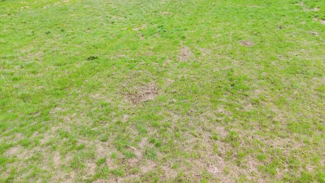 aerial grass uneven surface texture for natural background with mixed vegetation and dry ground pattern
