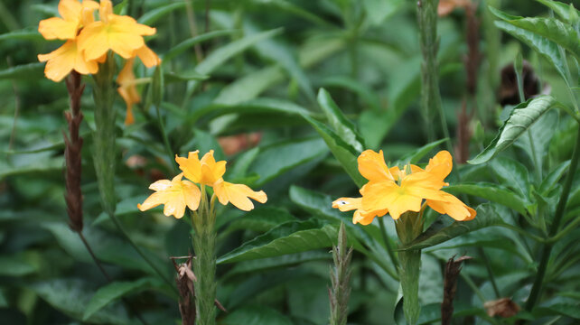 Crossandra infundibuliformis, beautiful yellow flower bloom in the garden	