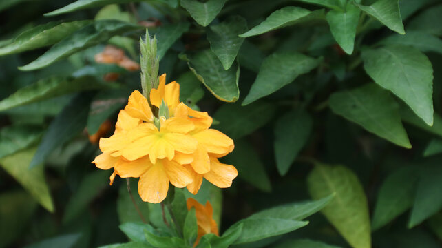 Crossandra infundibuliformis, beautiful yellow flower bloom in the garden	