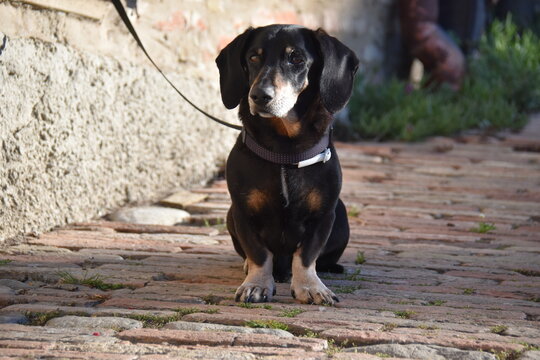 Dachshund