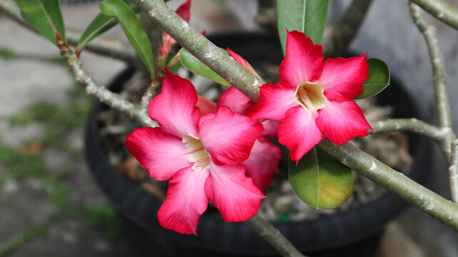 Adenium flower, pink impala lily, adenium tropical, Tropical flower Pink Adenium and desert rose plant also known as kamboja jepang. pink flower as natural background