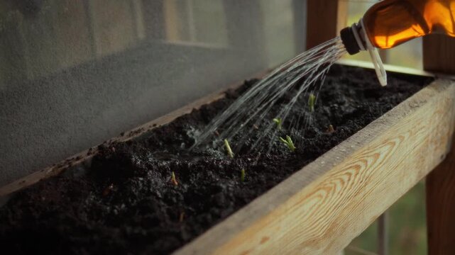 Housewife nurtures her balcony garden, gently pouring water on emerging leafy greens. She tends small vegetable plot each morning, fostering fresh growth and tranquil atmosphere on her sunny balcony