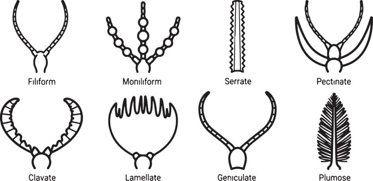 Vector illustration of different types of antennae shapes Vector