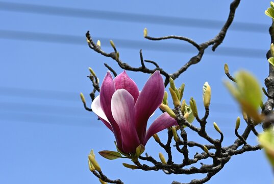 紫木蓮の花」の写真素材 | 4,046件の無料イラスト画像 | Adobe Stock
