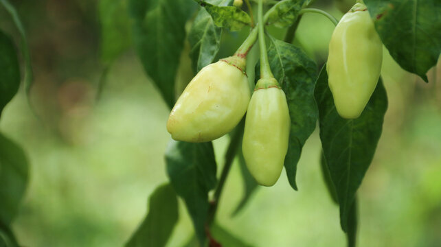 White cayenne pepper (Capsicum frutescens) or cabe rawit