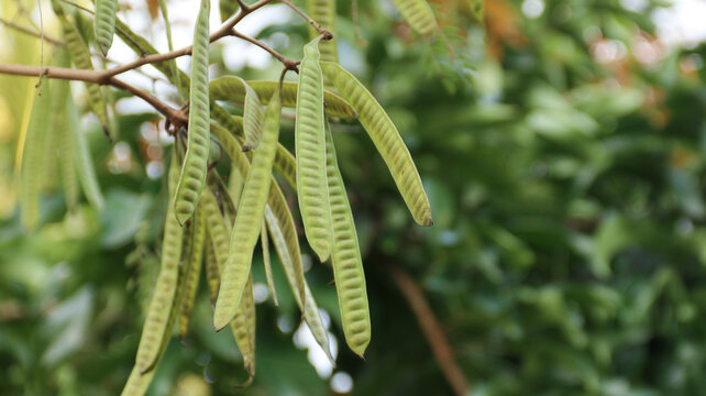 Leucaena leucocephala or other names Klandingan