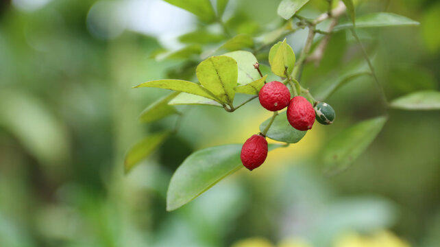 Red Jasmine fruit (Murraya Paniculata) seed or Kemuning	
