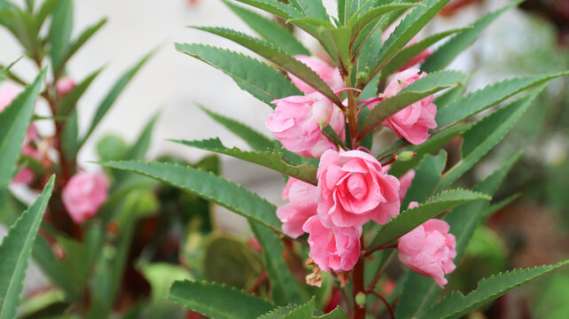 Impatiens balsamina blooming pink rose balsam in the garden - bunga pacar air alias bunga pihong