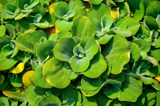Water Lettuce aquatic plants floating on the pond surface