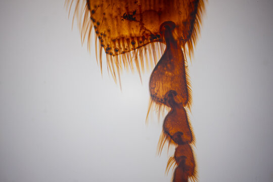 Close-up of amber insect anatomy under a microscope with comb-like bristles, transparent membranes, fine hairs.
