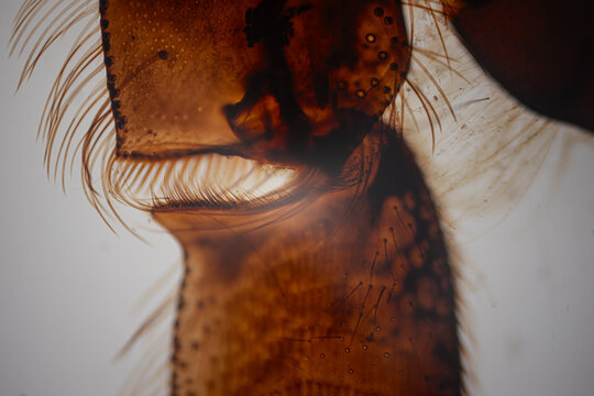 Close-up of amber insect anatomy under a microscope with comb-like bristles, transparent membranes, fine hairs.