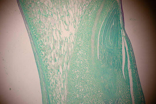 Microscopic section of green and magenta colored plant tissue showing layered cells, vascular zones, and organic textures.