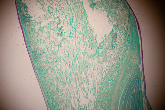 Microscopic section of green and magenta colored plant tissue showing layered cells, vascular zones, and organic textures.