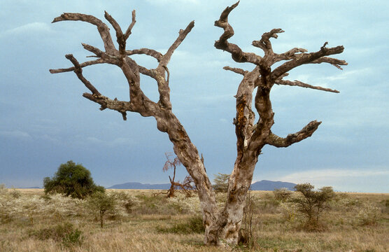 Tanzanie