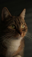 Soft-Lit Profile of a Orange Tabby Cat © Christoffer