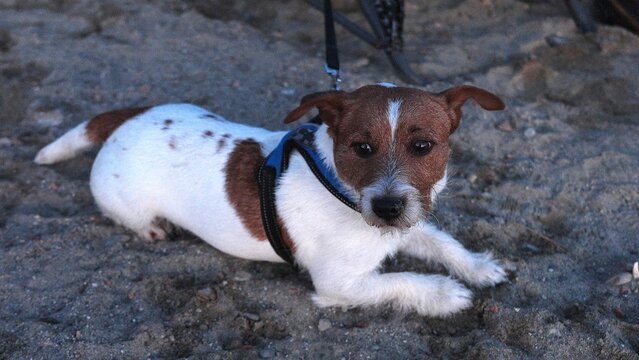 I am a Jack Russell and my name is Tamagon