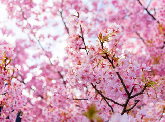 Fototapeta premium Beautiful Pink Cherry Blossoms and Sunlight in Spring Blue Sky