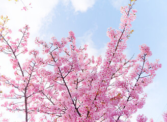 Obraz premium Beautiful Pink Cherry Blossoms and Sunlight in Spring Blue Sky
