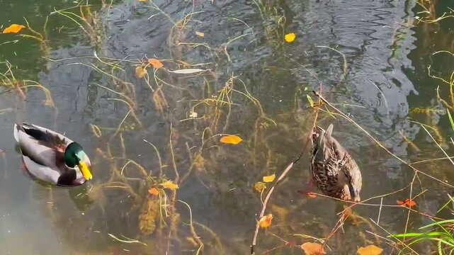 Mallard ducks swimming on a calm pond with tree reflections, ripples, and scattered autumn leaves on the water surface. Concept of wildlife, nature, ecology, park, environment, and outdoor design use.