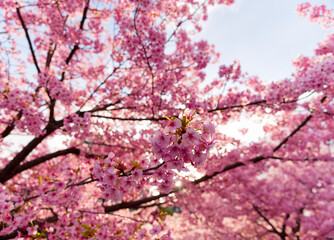 Fototapeta premium Beautiful Pink Cherry Blossoms and Sunlight in Spring Blue Sky