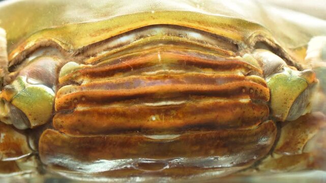 Extreme macro shot detailing the characteristic wide apron of a female mud crab, a key identifier for roe crabs.